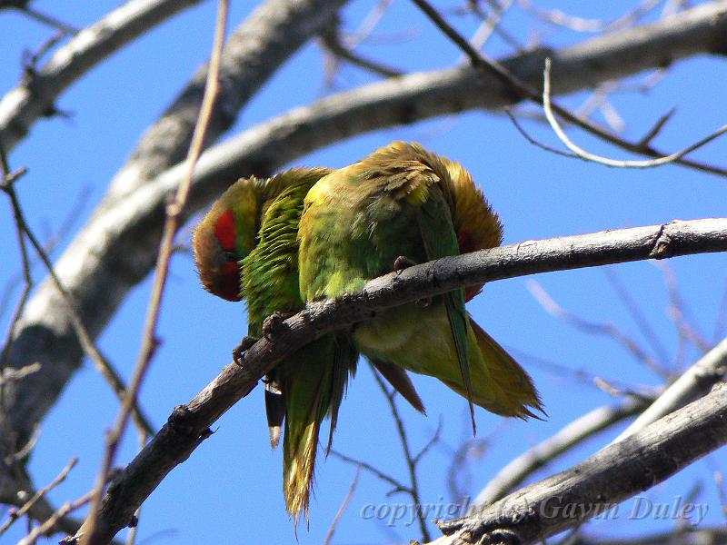 Musk Lorikeet (Glossopsitta concinna), near River Torrens  P1030563.JPG